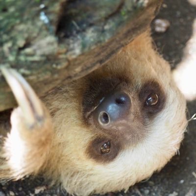 Profile Picture of Cheryl Cooper (@Writeobsessed) on Twitter