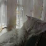 Profile Picture of Redlier Lance (@Redlier-Lance) on Facebook