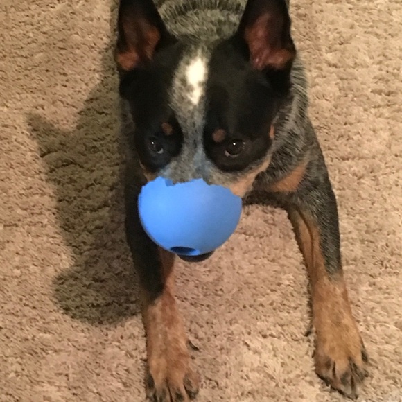 Profile Picture of Linda Stroh anderson (@lbsvet) on Poshmark