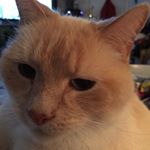 Profile Picture of Janet OBrien (@dibby3422) on Instagram