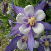 Profile Picture of Scott-Heather Holm (@scott-heatherholm9779) on Youtube