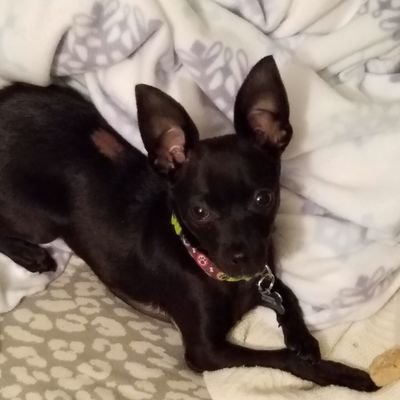 Profile Picture of Matt Dassatti (@Crater_Tooth27) on Twitter