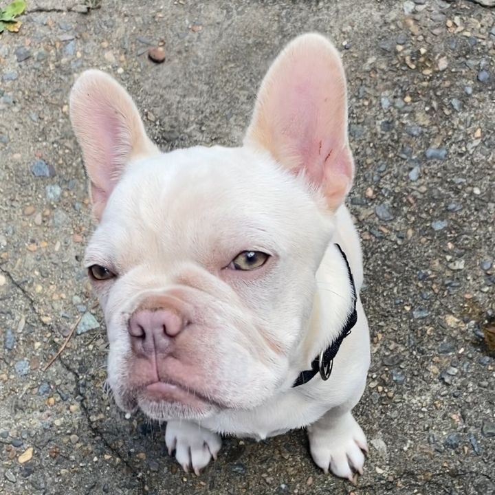 Profile Picture of Dexter (@dexterjs8) on Tiktok