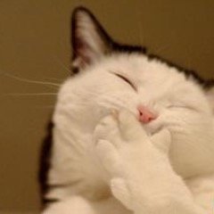 Profile Picture of StacyLiu (@Stacy__Liu) on Twitter