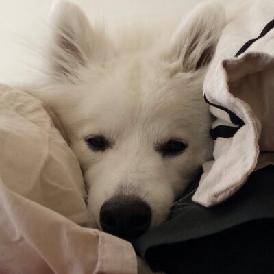 Profile Picture of Mitch Li (@miiitchli) on Twitter