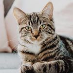 Profile Picture of Karl Arnold S. Saret (@makaryooooooo) on Instagram