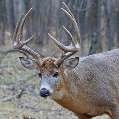 Profile Picture of Chris Thayer (@Cmtphotog) on Twitter