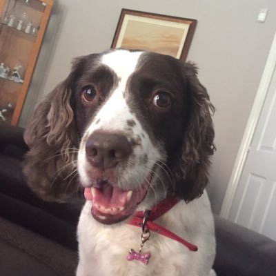 Profile Picture of John Cairns (@piper468) on Twitter