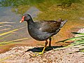 Profile Picture of Rail (bird)on Wikipedia