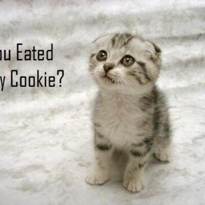 Profile Picture of Katelyn Humphrey (@CATfreak56) on Twitter