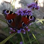 Profile Picture of Richard (@richard.hamann_naturfotografie) on Instagram