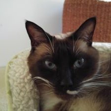 Profile Picture of Karen Henry (@KarenLHenry) on Twitter