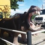 Profile Picture of Guillermo Quevedo (@quevedo8602) on Instagram