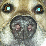 Profile Picture of Carla Peterson (@kibwolf) on Flickr