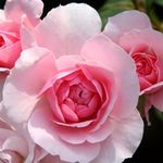 Profile Picture of Julia Boehme (@boehme_julia) on Instagram