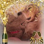 Profile Picture of Michelle D'Angelo (@siskokid60) on Instagram