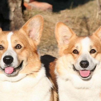 Profile Picture of Berg Birgit (@berg_birgit) on Twitter