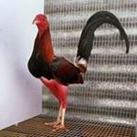 Profile Picture of Manuel Irizarry (@manuel.irizarry.7543) on Instagram