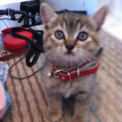 Profile Picture of Randy Ruggles (@randyruggles4272) on Youtube