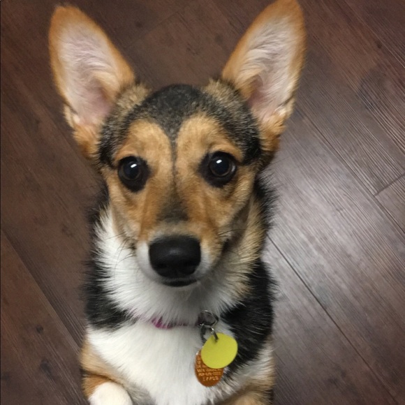 Profile Picture of Denise Mohrbacher (@dmohr821) on Poshmark