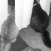 Profile Picture of Jesse Kat MrBoots Truax (@jessekat.truax) on Facebook