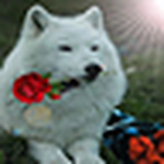 Profile Picture of tony ingro (@Zanna Bianca (tony Ingro)) on Flickr