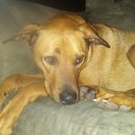 Profile Picture of ringo_ginger_snickers (@cameron_r_coolidge) on Instagram