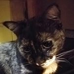 Profile Picture of Lisa Orlowski (@lpeppermango) on Instagram