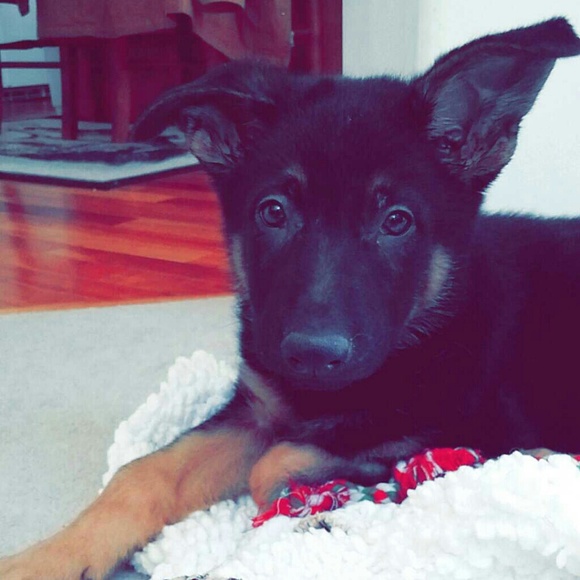 Profile Picture of Allison Hamm (@allisonhamm2) on Poshmark