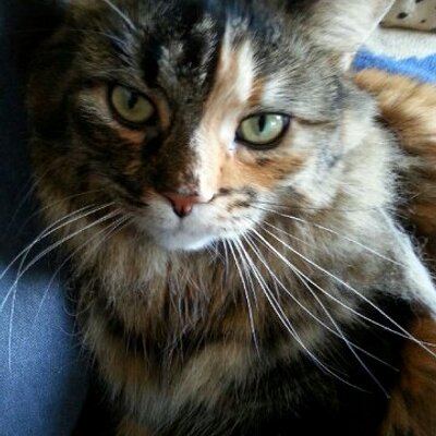 Profile Picture of Kimber2765 (@gonyea_kim) on Twitter