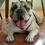 Profile Picture of Toby Arias (@igor_the_bulldog_) on Instagram