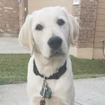 Haley, Noble, and Oakley 🐾 - Instagram Profile Picture of Haley, Noble, and Oakley 🐾 (@hms.gdbpups) on Instagram