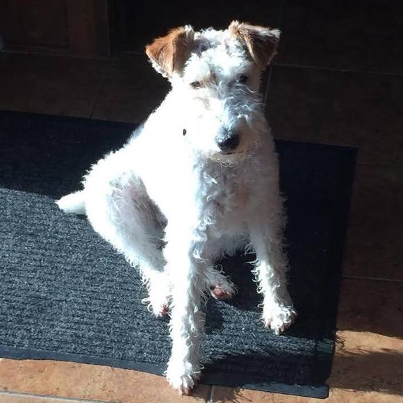 Profile Picture of Tina Strasberg (@tinabeena1) on Poshmark