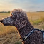 Profile Picture of Clemens Büschel (@altarielsfagus) on Instagram