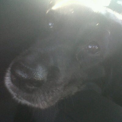 Profile Picture of Rachael Rothwell (@rachandlarry) on Twitter