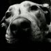 Profile Picture of Simone Ball (@simoneball) on Pinterest
