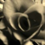 Profile Picture of Izabela Nowak (@isabellerose223) on Instagram