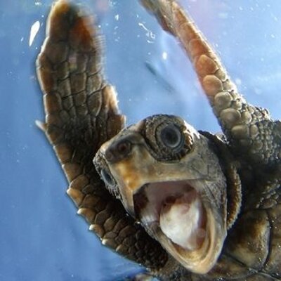 Profile Picture of Jonathan Penney (@halfshellhero) on Twitter