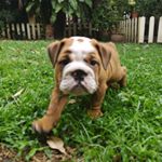 Profile Picture of Harvey The English Bulldog (@harvey.englishbulldog) on Instagram