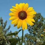 Profile Picture of Jeanne Baranowski (@jeannemb63) on Instagram