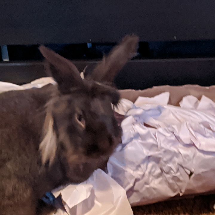 Profile Picture of Brad Steigerwalt (@mrsteigerwalt) on Tiktok