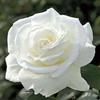 Profile Picture of Jackie Carlton410 (@@user93019195260611) on Tiktok