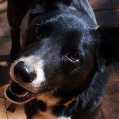 Profile Picture of Joel Van Linden (@vanlinden) on Twitter