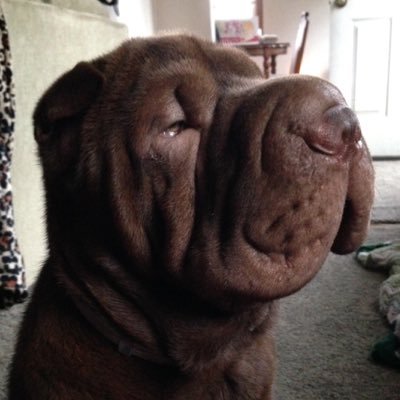 Profile Picture of Lee Ann Berezansky (@leeannsky68) on Twitter