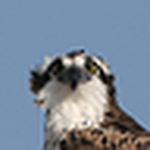 Profile Picture of Chuck Carlson (@pandion36) on Flickr