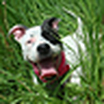 Profile Picture of Nicole King (@Arwen the American Pit Bull Terrier) on Flickr