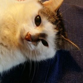 Profile Picture of Peter Gerstl (@gerstlpeter20) on Pinterest