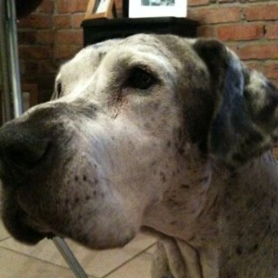 Profile Picture of Geoff Thorpe (@forpy_forearms) on Twitter