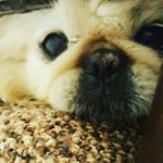 Profile Picture of Brandy Wayne (@brandyac001) on Instagram