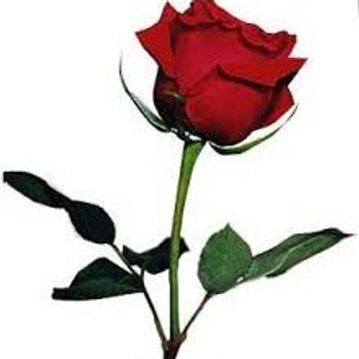 Profile Picture of HUDA MOHAMMED ALI (@hudamohammed081) on Twitter